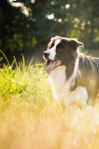 Обои трава, природа, собака, бордер-колли, grass, nature, dog, the border collie разрешение 2048x1281 Загрузить