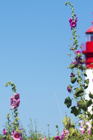 Обои небо, цветы, маяк, мальва, the sky, flowers, lighthouse, mallow разрешение 2048x1365 Загрузить