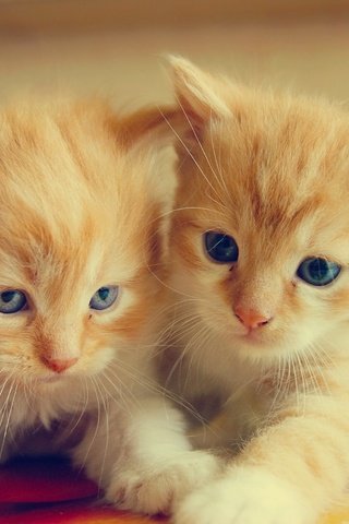 Обои парочка, кошки, малыши, котята, рыжие, двойняшки, a couple, cats, kids, kittens, red, twins разрешение 2560x1704 Загрузить
