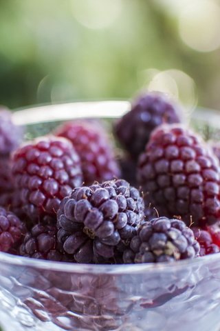 Обои фон, малина, ягоды, стекло, background, raspberry, berries, glass разрешение 2048x1333 Загрузить