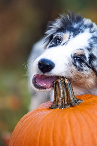 Обои собака, тыква, австралийская овчарка, аусси, dog, pumpkin, australian shepherd, aussie разрешение 2048x1365 Загрузить