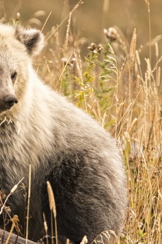 Обои морда, природа, фон, взгляд, медведь, сухая трава, face, nature, background, look, bear, dry grass разрешение 2046x1268 Загрузить