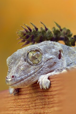 Обои природа, фон, ящерица, nature, background, lizard разрешение 2560x1700 Загрузить