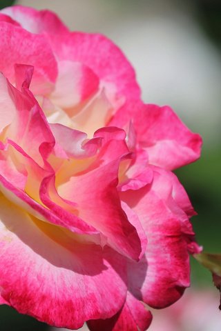 Обои макро, цветок, роза, лепестки, краски, macro, flower, rose, petals, paint разрешение 2048x1366 Загрузить