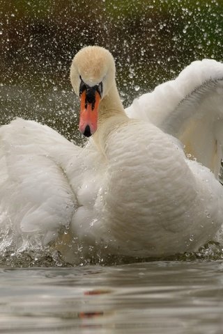 Обои вода, крылья, брызги, птица, лебедь, water, wings, squirt, bird, swan разрешение 3600x2571 Загрузить