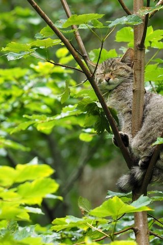 Обои дерево, кошка, сон, лесная, дикая кошка, спящая, tree, cat, sleep, forest, wild cat, sleeping разрешение 3600x2400 Загрузить