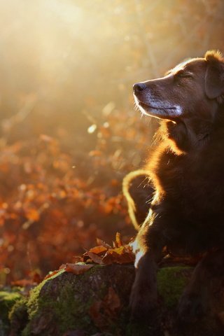 Обои природа, мордочка, осень, собака, профиль, лапки, осенние листья, eloisa mannion, nature, muzzle, autumn, dog, profile, legs, autumn leaves разрешение 2048x1365 Загрузить