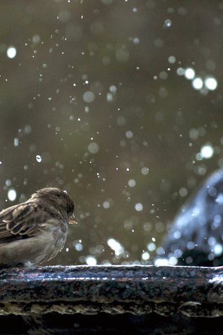 Обои снег, птицы, воробьи, snow, birds, sparrows разрешение 2880x1800 Загрузить