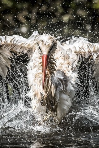 Обои вода, птица, рыбалка, аист, water, bird, fishing, stork разрешение 2047x1103 Загрузить