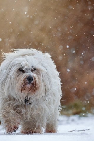 Обои снег, собака, гаванский бишон, бишон, snow, dog, the havanese, bichon разрешение 2047x1286 Загрузить