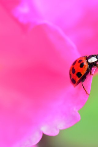 Обои жук, насекомое, цветок, лепестки, божья коровка, beetle, insect, flower, petals, ladybug разрешение 2880x1903 Загрузить