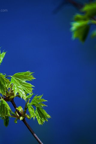 Обои ветка, природа, листья, макро, лето, зеленые, ralf bitzer, branch, nature, leaves, macro, summer, green разрешение 2048x1365 Загрузить