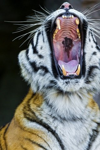 Обои тигр, морда, клыки, пасть, зевает, дикая кошка, амурский тигр, tiger, face, fangs, mouth, yawns, wild cat, the amur tiger разрешение 2560x1600 Загрузить