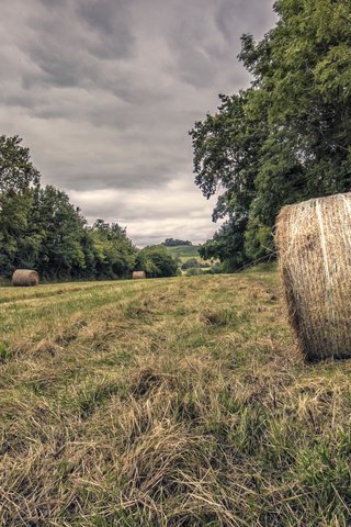 Обои трава, деревья, природа, сено, grass, trees, nature, hay разрешение 2048x1365 Загрузить