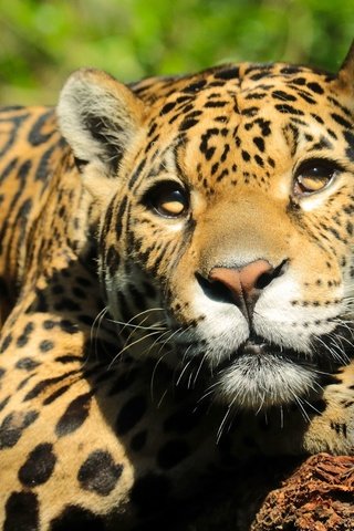 Обои морда, взгляд, ягуар, face, look, jaguar разрешение 2560x1729 Загрузить