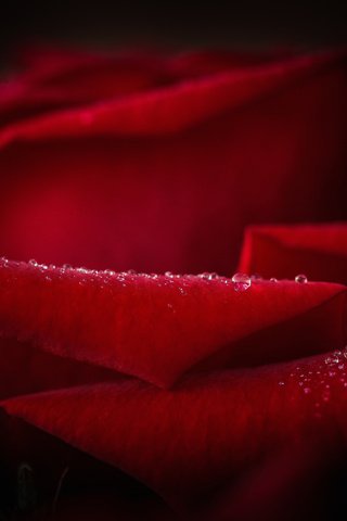 Обои вода, цветок, роса, капли, роза, лепестки, крупным планом, water, flower, rosa, drops, rose, petals, closeup разрешение 2048x1365 Загрузить