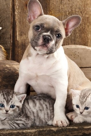 Обои собака, котята, дружба, друзья, французский бульдог, dog, kittens, friendship, friends, french bulldog разрешение 5160x3227 Загрузить