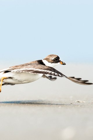 Обои небо, полет, песок, пляж, крылья, чайка, птица, the sky, flight, sand, beach, wings, seagull, bird разрешение 2048x1365 Загрузить