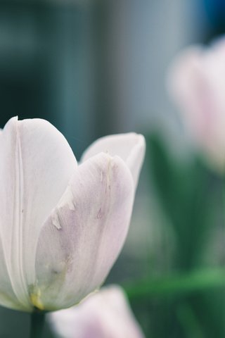 Обои цветы, лепестки, тюльпаны, flowers, petals, tulips разрешение 4896x3264 Загрузить