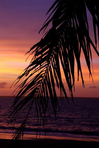 Обои небо, вечер, море, пальмы, тропики, the sky, the evening, sea, palm trees, tropics разрешение 2048x1365 Загрузить