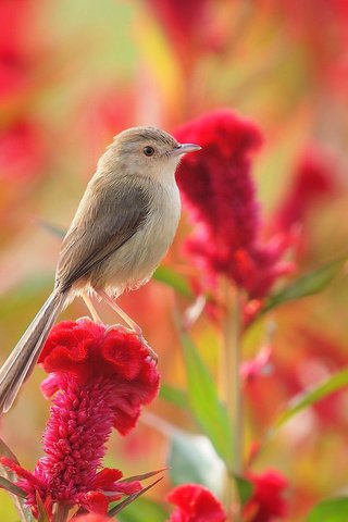 Обои цветок, лето, луг, птица, камышевка, птаха, целозия, flower, summer, meadow, bird, warbler разрешение 1920x1282 Загрузить