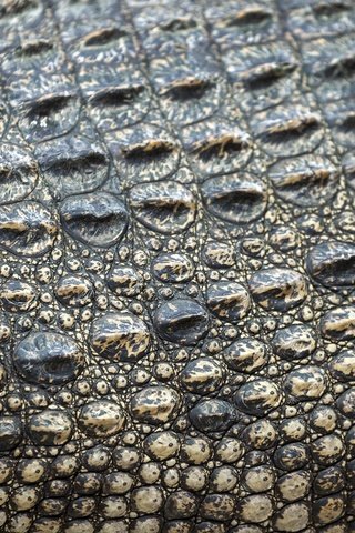 Обои кожа, крокодил, етекстура, кожи, leather, crocodile, texture, skin разрешение 2880x1918 Загрузить