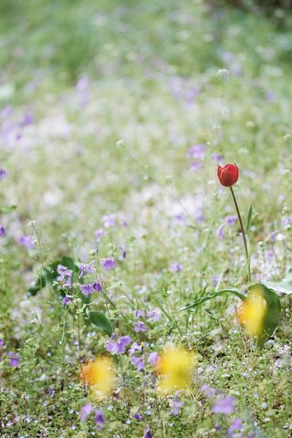 Обои цветы, трава, поле, луг, тюльпан, колокольчики, нарциссы, flowers, grass, field, meadow, tulip, bells, daffodils разрешение 2048x1365 Загрузить