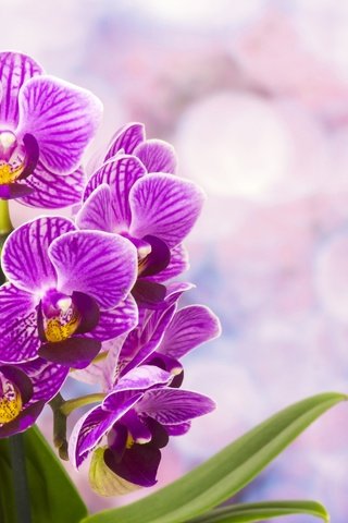 Обои цветы, цветение, лепестки, орхидея, фиолетовые, фаленопсис, flowers, flowering, petals, orchid, purple, phalaenopsis разрешение 5940x3960 Загрузить