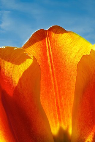 Обои небо, цветок, лепестки, тюльпан, the sky, flower, petals, tulip разрешение 2048x1365 Загрузить