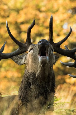 Обои природа, олень, осень, рога, сигнал, nature, deer, autumn, horns, signal разрешение 2048x1366 Загрузить