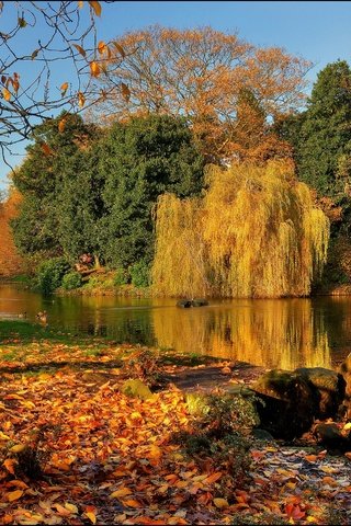 Обои деревья, пейзаж, парк, осень, пруд, trees, landscape, park, autumn, pond разрешение 2880x1922 Загрузить