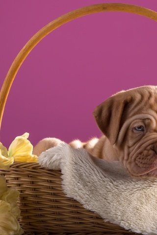 Обои цветы, щенок, корзина, дог, бордоский, flowers, puppy, basket, dog, bordeaux разрешение 3600x2313 Загрузить