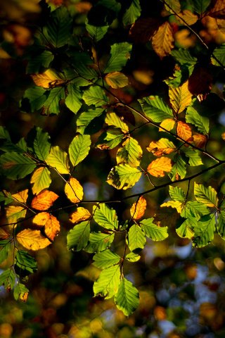 Обои свет, дерево, лес, листья, ветки, осень, light, tree, forest, leaves, branches, autumn разрешение 2048x1367 Загрузить
