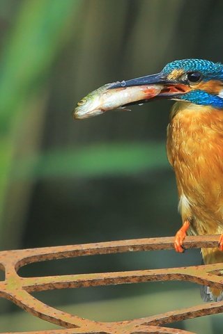 Обои птица, клюв, рыба, зимородок, bird, beak, fish, kingfisher разрешение 2598x1524 Загрузить