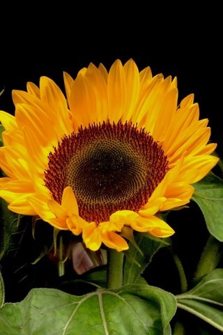 Обои цветы, черный фон, букет, подсолнухи, flowers, black background, bouquet, sunflowers разрешение 2560x1440 Загрузить