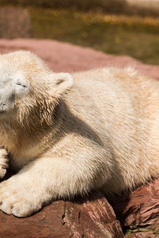 Обои природа, фон, медведь, белый, nature, background, bear, white разрешение 2880x1920 Загрузить