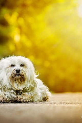 Обои осень, собака, гаванский бишон, бишон, autumn, dog, the havanese, bichon разрешение 2048x1365 Загрузить