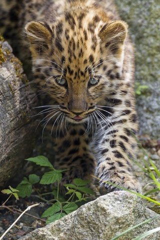 Обои трава, камни, кошка, котенок, леопард, детеныш, амурский, ©tambako the jaguar, grass, stones, cat, kitty, leopard, cub, amur разрешение 2880x2304 Загрузить