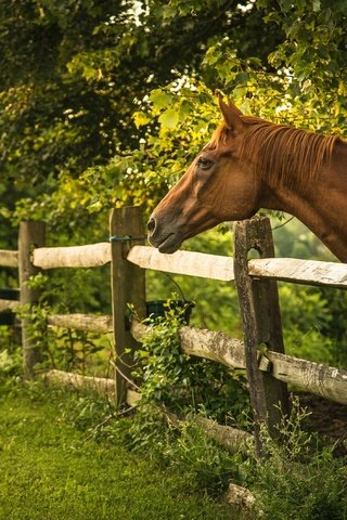 Обои лошадь, деревья, лето, забор, ограда, horse, trees, summer, the fence, fence разрешение 2048x1362 Загрузить