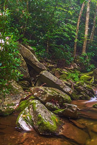 Обои деревья, природа, лес, панорама, водопад, речка, trees, nature, forest, panorama, waterfall, river разрешение 2880x1152 Загрузить