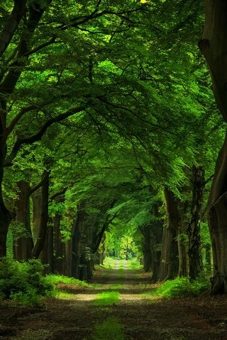 Обои дорога, деревья, природа, лес, стволы, арка, аллея, гиганты, road, trees, nature, forest, trunks, arch, alley, giants разрешение 2000x1313 Загрузить