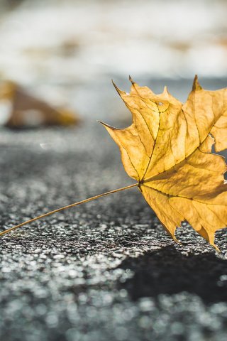 Обои природа, макро, осень, лист, размытость, тень, nature, macro, autumn, sheet, blur, shadow разрешение 4166x2777 Загрузить