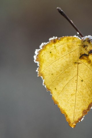 Обои природа, иней, осень, лист, осенние листья, nature, frost, autumn, sheet, autumn leaves разрешение 2560x1726 Загрузить