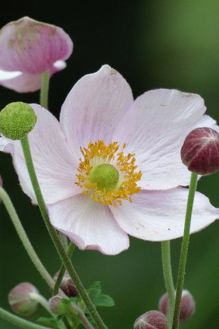 Обои белые лепестки, anemone hupehensis, японский анемон, white petals, japanese anemone разрешение 4000x3000 Загрузить