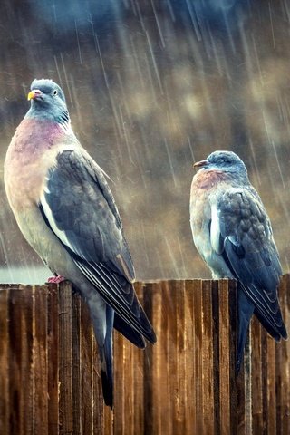 Обои птицы, дождь, голуби, birds, rain, pigeons разрешение 2048x1365 Загрузить