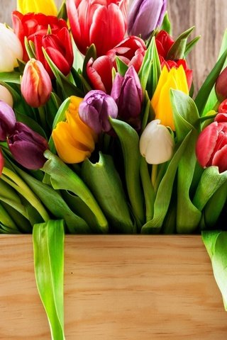 Обои цветы, фото, тюльпаны, много, flowers, photo, tulips, a lot разрешение 1920x1080 Загрузить