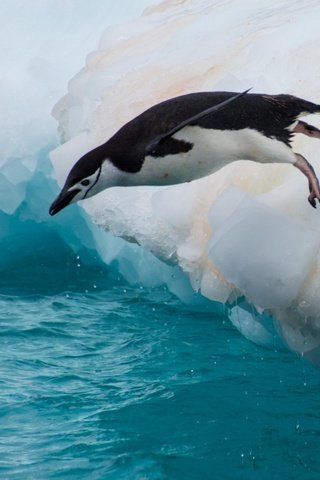 Обои вода, прыжок, птица, пингвин, льдина, water, jump, bird, penguin, floe разрешение 2560x1600 Загрузить