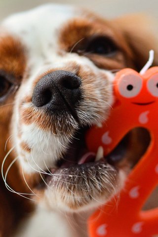 Обои собака, день рождения, cavalier king charles spaniel, mireia b. l., dog, birthday разрешение 2048x1356 Загрузить