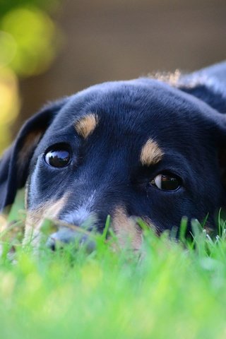 Обои глаза, зеленая, морда, уши, трава, макро, взгляд, собака, лежит, животное, eyes, green, face, ears, grass, macro, look, dog, lies, animal разрешение 4608x3072 Загрузить