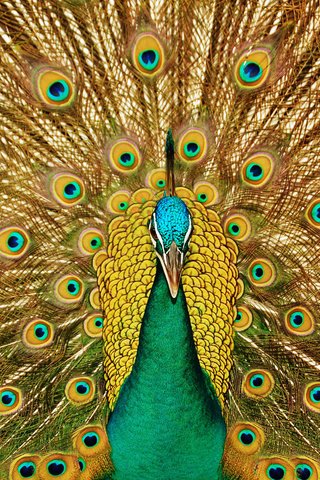 Обои взгляд, узоры, птица, клюв, павлин, красивый, хвост, look, patterns, bird, beak, peacock, beautiful, tail разрешение 3008x1899 Загрузить